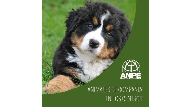 animales-de-compan-ia